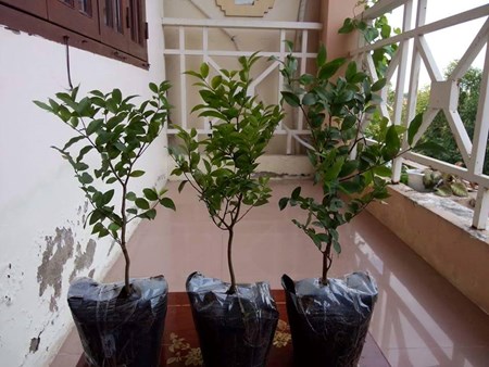 Cộng[-]đồng[-]“phát[-]sốt”[-]vì[-][-]loại[-]cây[-]đẹp[-]kỳ[-]lạ[-]nho[-]thân[-]gỗ[-]